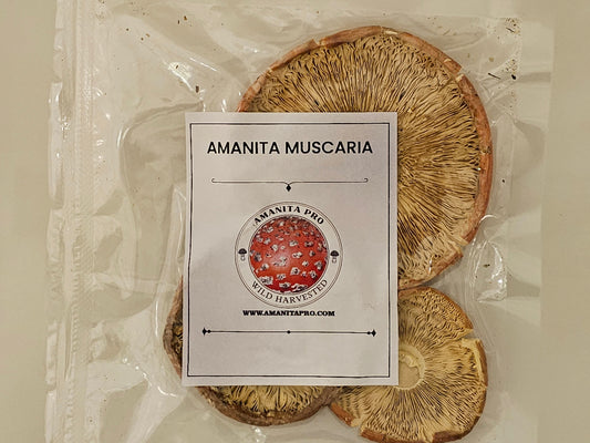 AmanitaPro | Amanita Muscaria Hats - 3 Pack